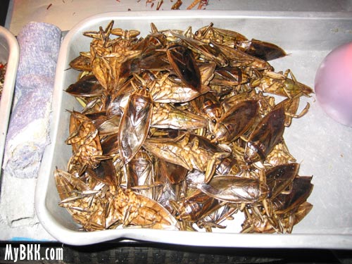 Fried Insects Bangkok