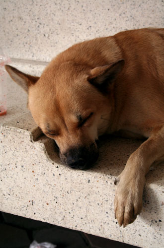 Sleeping Dog, Bangkok.