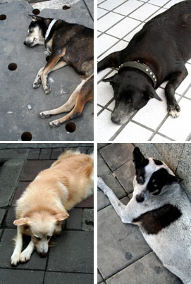 Sleeping Dogs, Bangkok.