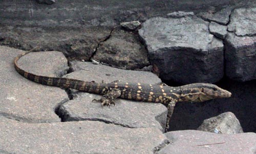 Monitor Lizard, Bangkok.